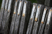 Fungus could strengthen New Zealand bioeconomy