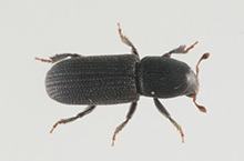 Fungi-carrying “beetle taxis” could impact forestry plantations