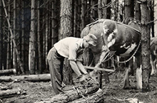 Horse logging in New Zealand plantation forestry