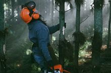 Mentors sought for Wāhine in Forestry programme