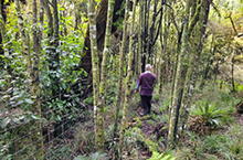 Plan to relieve pressure on forest park